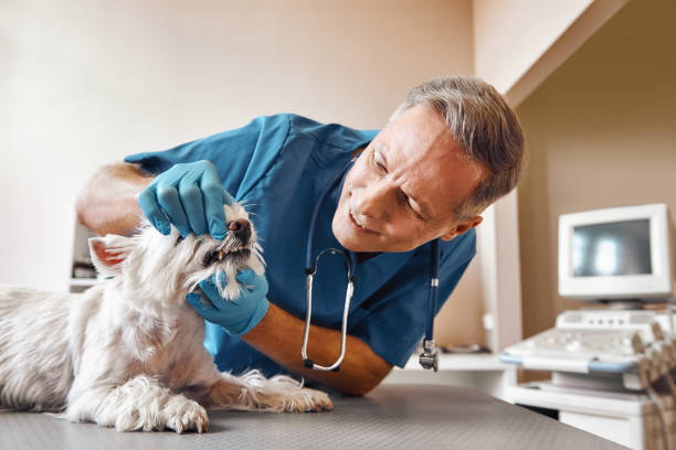 Best Knocked-Out Tooth (Avulsed Tooth) Treatment in Huntington, TX
